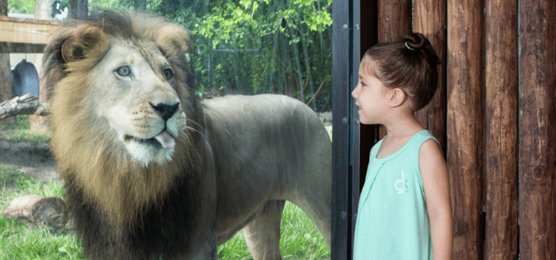 Naples Zoo Lion