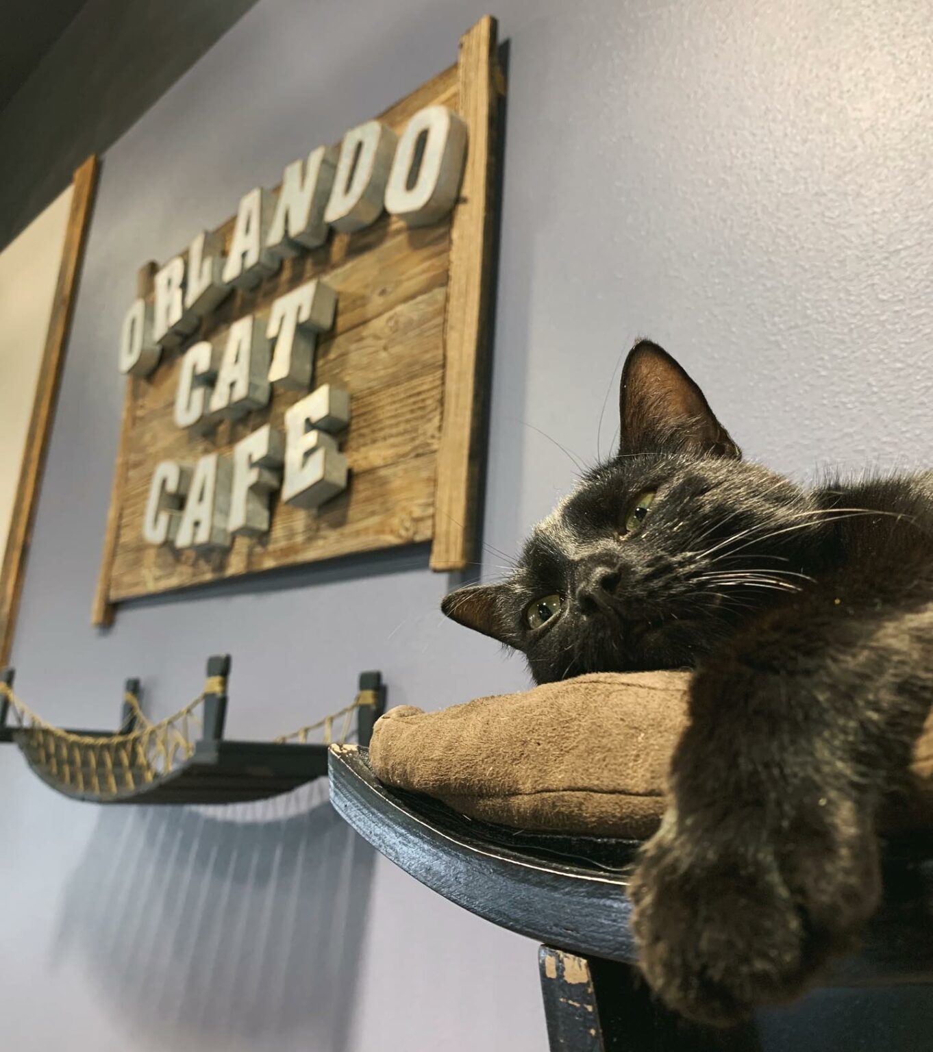 Orlando Cat Cafe Florida Vacation Auction