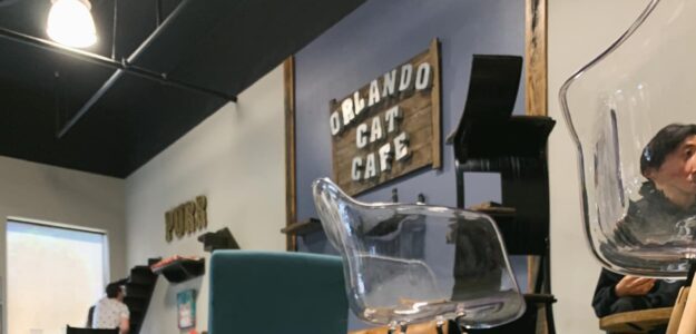 Orlando Cat Cafe
