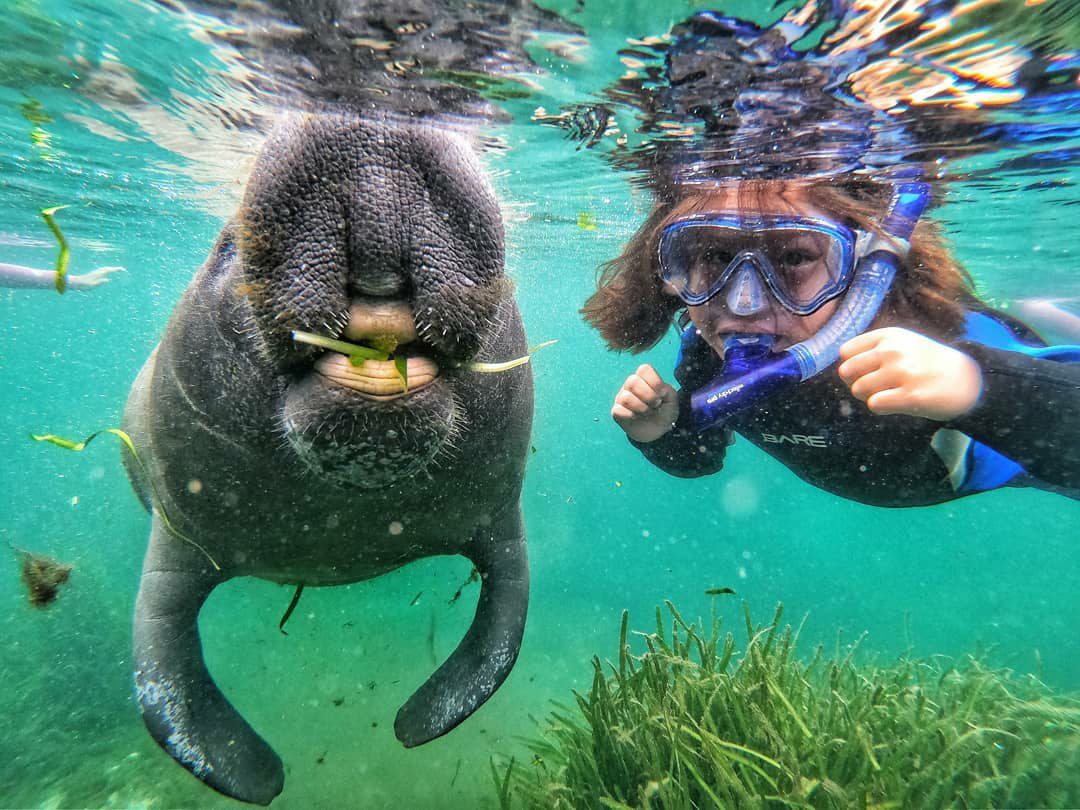 Swim With Manatees, Crystal RIver Florida