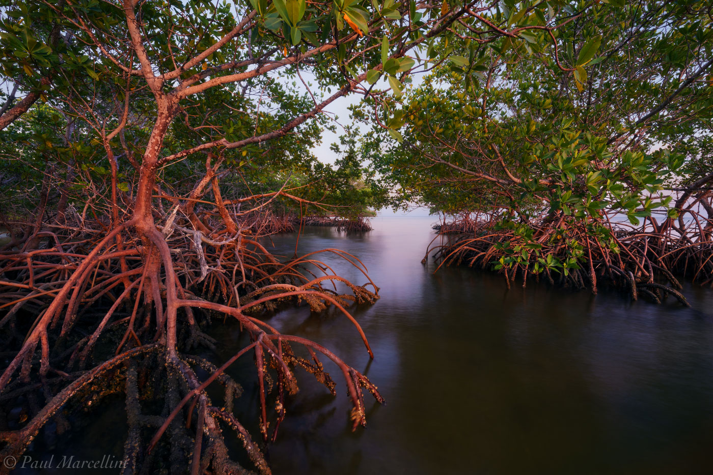 Mangrove Wilderness Boat Tour in Everglades City - Image 2