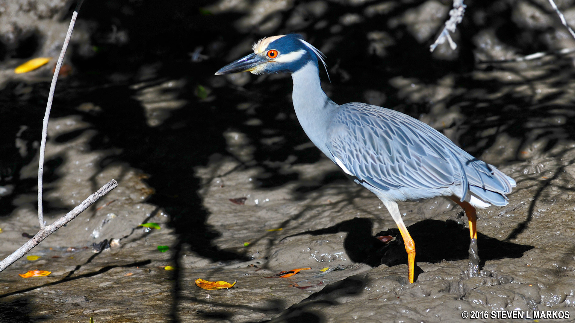 Mangrove Wilderness Boat Tour in Everglades City - Image 3