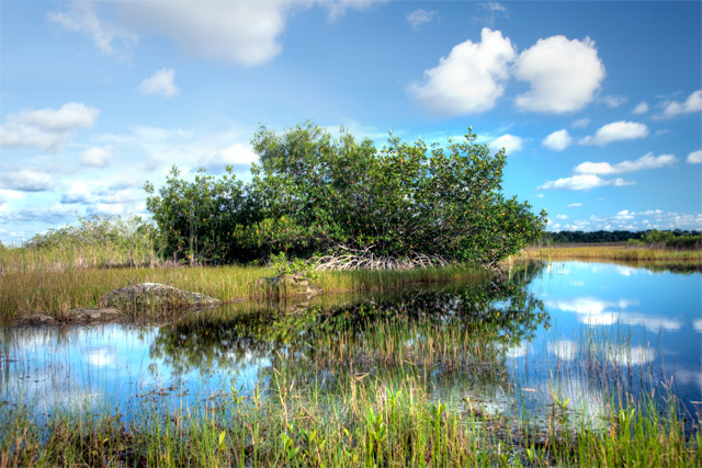 Mangrove Wilderness Boat Tour in Everglades City - Image 4