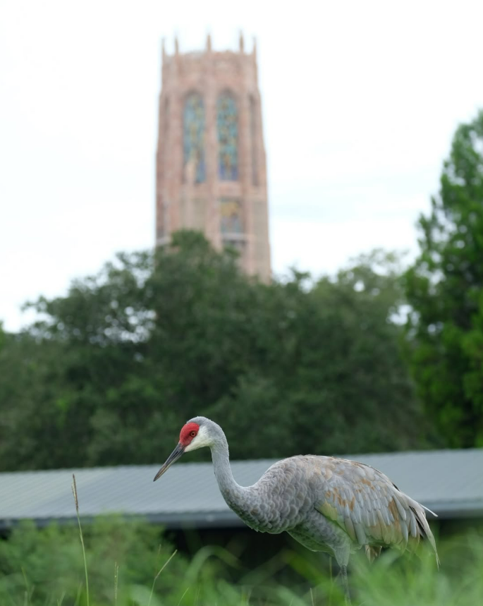 Bok Tower Gardens in Lake Wales - Image 2