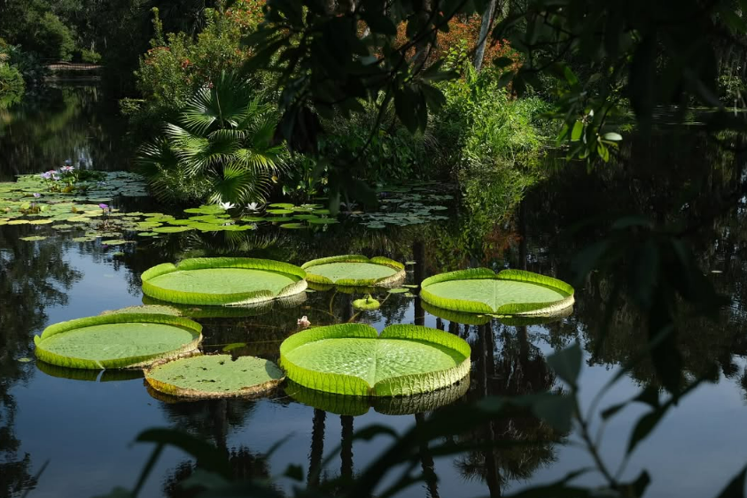 Bok Tower Gardens in Lake Wales - Image 5