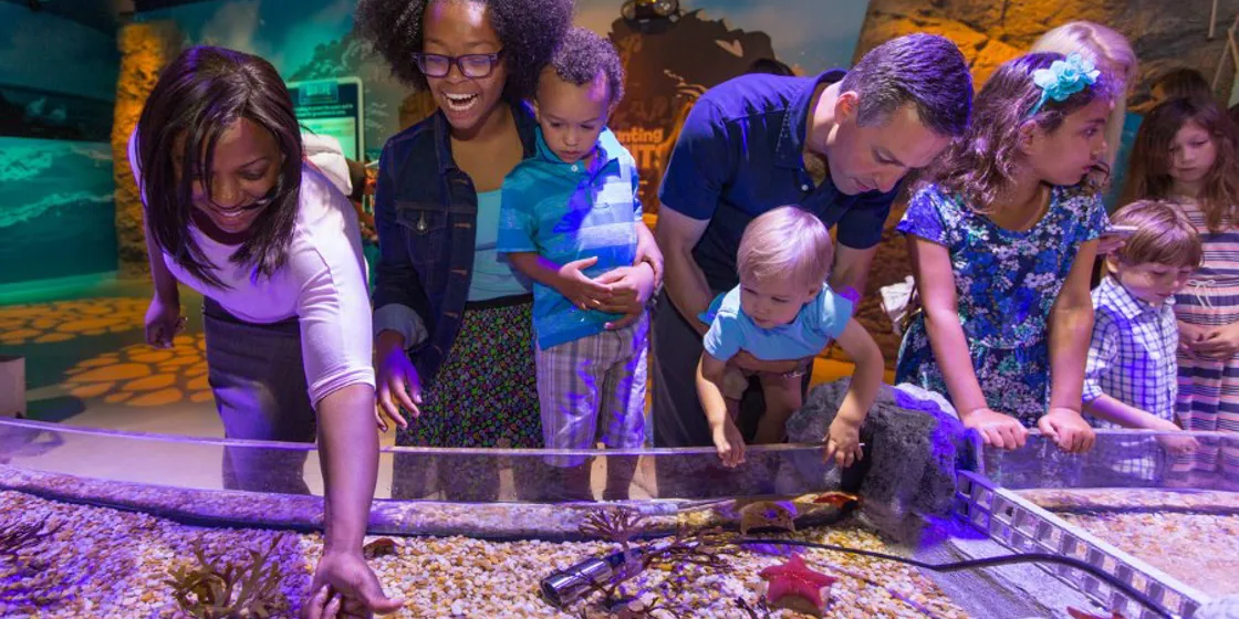 Madame Tussauds + SEA LIFE +The Orland Eye - Image 8